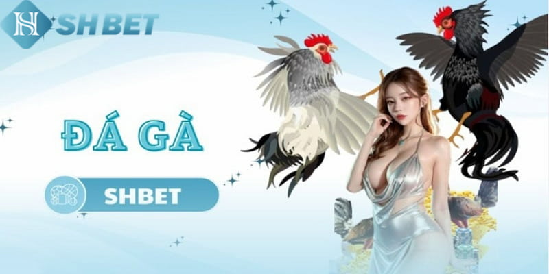 đá gà trực tiếp SHBet